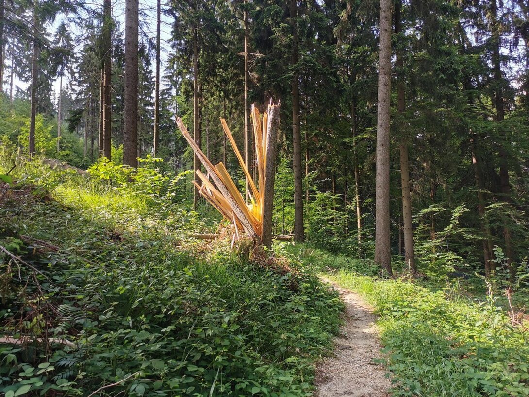 216492583_IMG_20210624_165421SingletrackOrowiec-niebP.thumb.jpg.4bdbe8f8ec7b760d13e29cfefba880cd.jpg