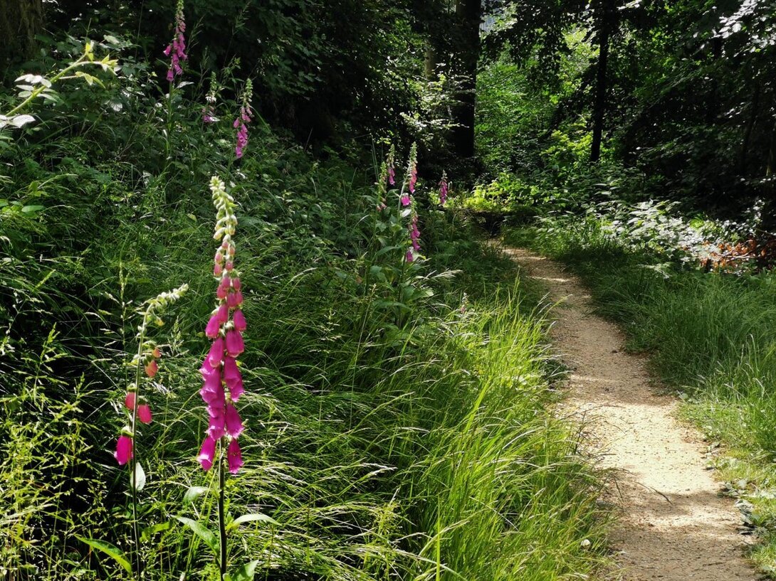 276643188_IMG_20210624_112851SingletrackOrowiec-czerwP.thumb.jpg.821d0abff1ac97b9e53e801cb6afd50a.jpg