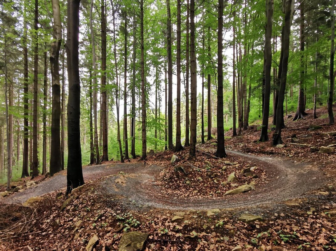 62172491_IMG_20210624_145901SingletrackTrojak-czerwPK.thumb.jpg.5f0cf601e7ee54aa7e186d0b9ac60f19.jpg