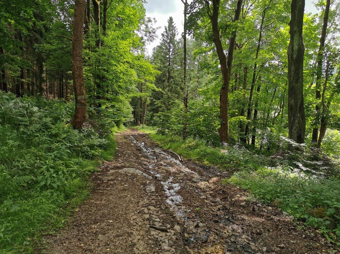 679350772_IMG_20210624_143638St.Gier-P.Ldeckaziel.Rozdroezamkowe-P_LdP.thumb.jpg.39d9162b95ecff069b9e253745cde2fe.jpg