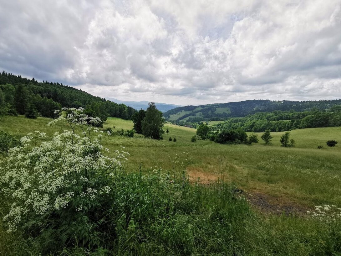 892687607_IMG_20210624_140922St.Gier-P.Ldeckaziel.Rozdroezamkowe-P_LdPK.thumb.jpg.a7a0c194d7aa0a614e8a9d1126e091e5.jpg