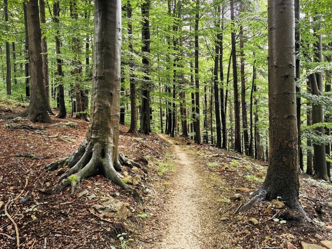 913593927_IMG_20210624_111729SingletrackOrowiec-czerwPK.thumb.jpg.49ae2f3b57da4e57fe378e9189dd1b8c.jpg