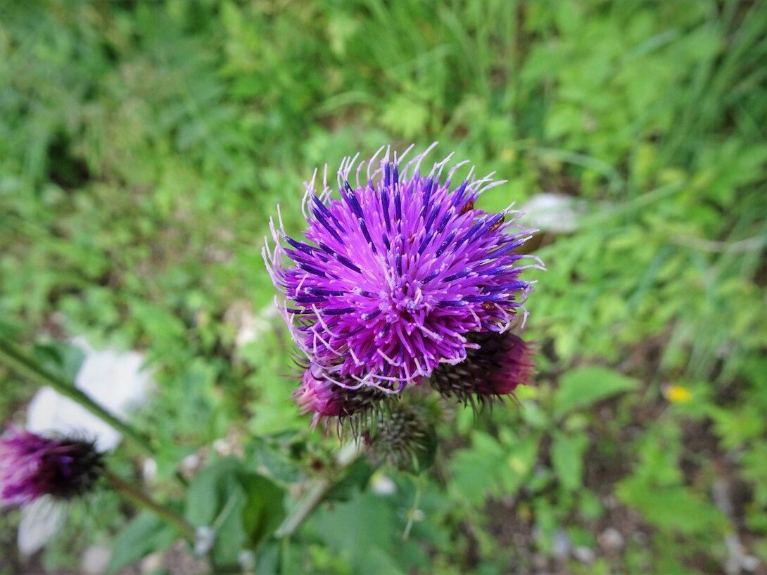 5.thumb.JPG.8c76f5f0b6fc0e36bd46f5fbd55acceb.JPG