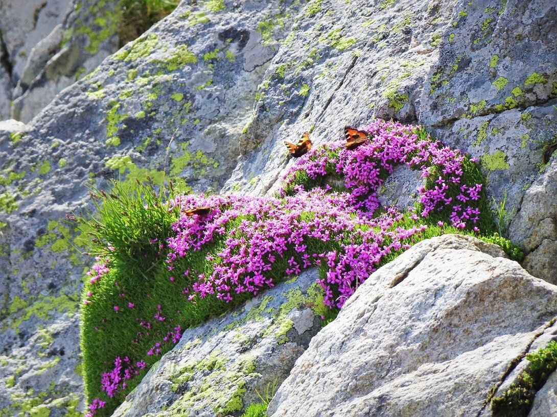 DSC09570.thumb.JPG.ac899759dd9936ce49b90016b5121441.JPG