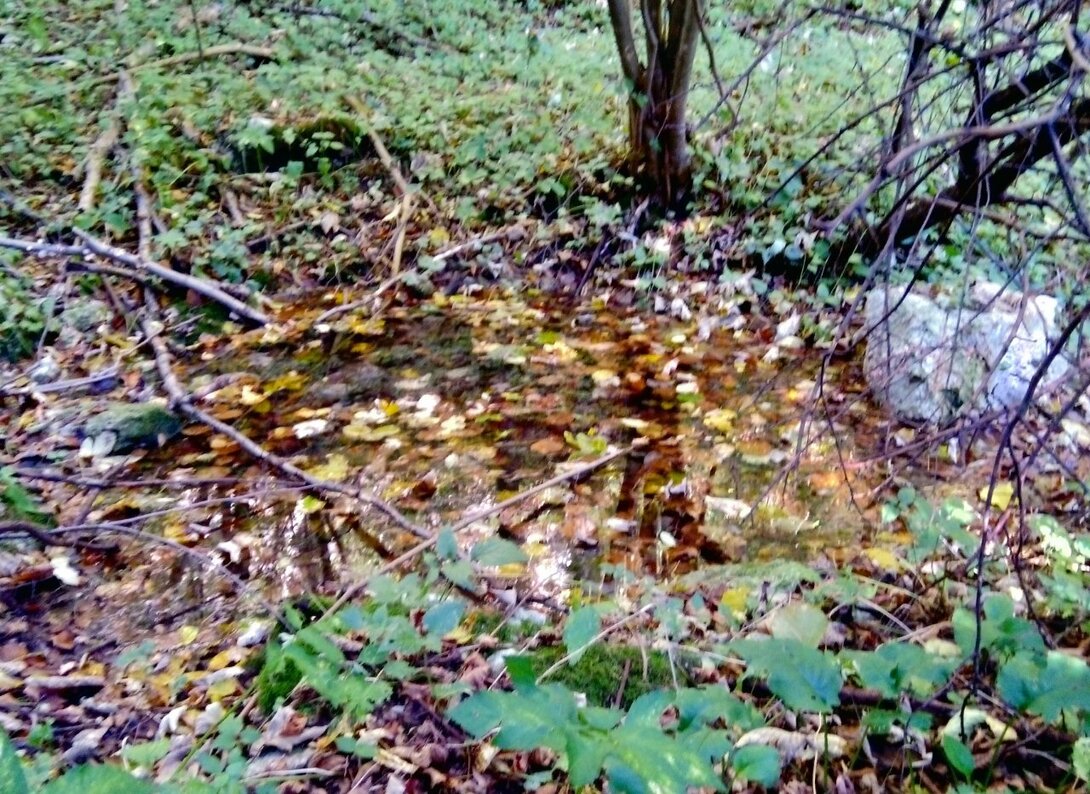 Źródełko.jpg