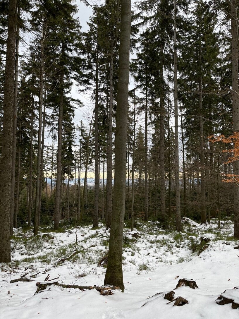 F442A281-530F-4977-BAF6-F0B053CA9B80.jpeg
