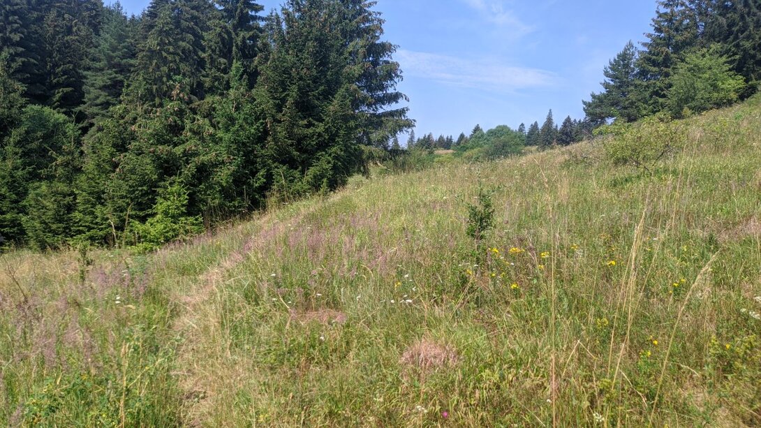 image.thumb.jpeg.2ecb970ab0170b2dd4193d530b8a730d.jpeg