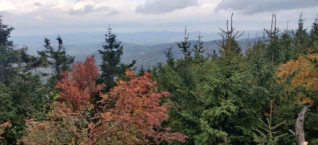 IMG-20221008-WA0018.thumb.jpg.57396c09bda7081bf982883dfc62aab3.jpg