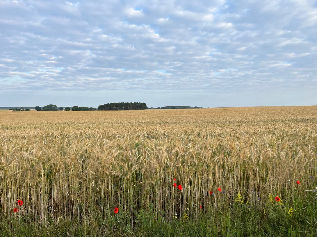 IMG_9740.jpeg