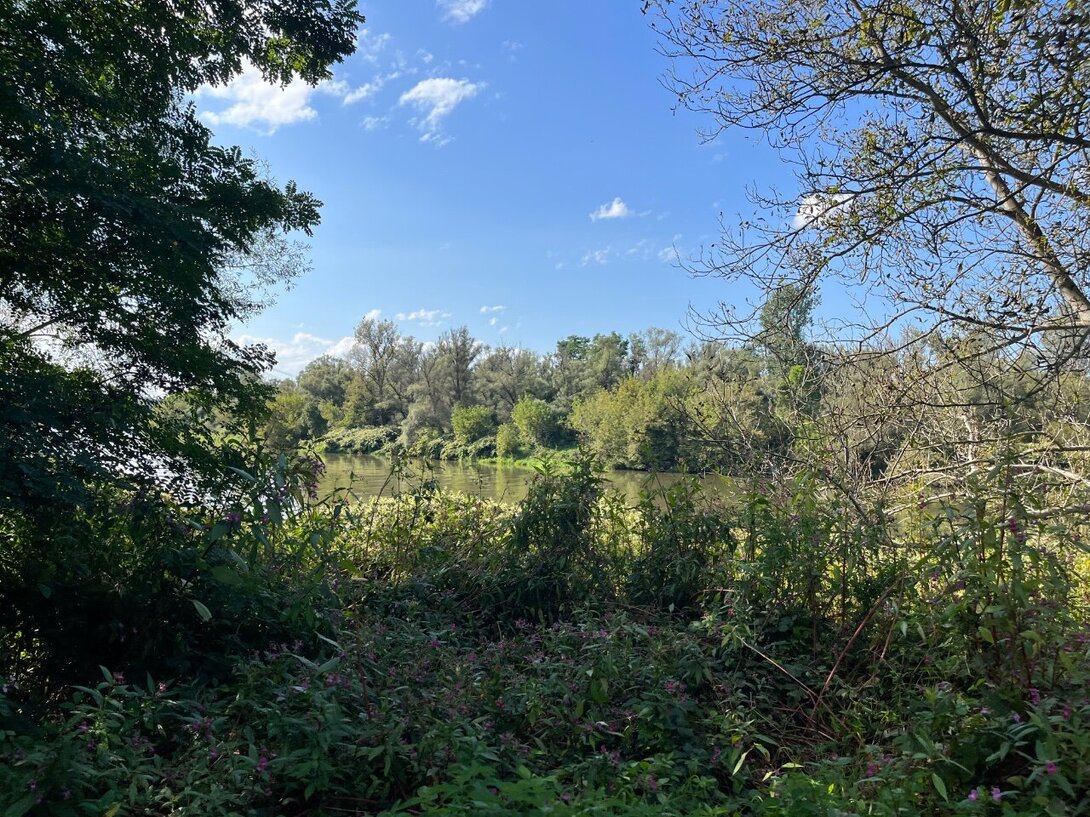 IMG_1986.jpeg