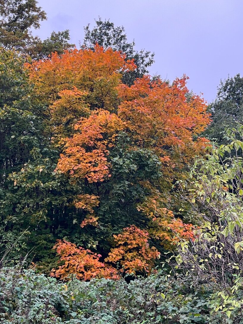 IMG_3347.jpeg