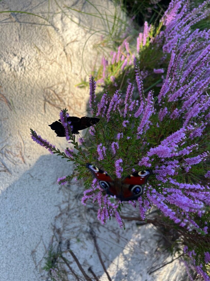 IMG_3443.jpeg