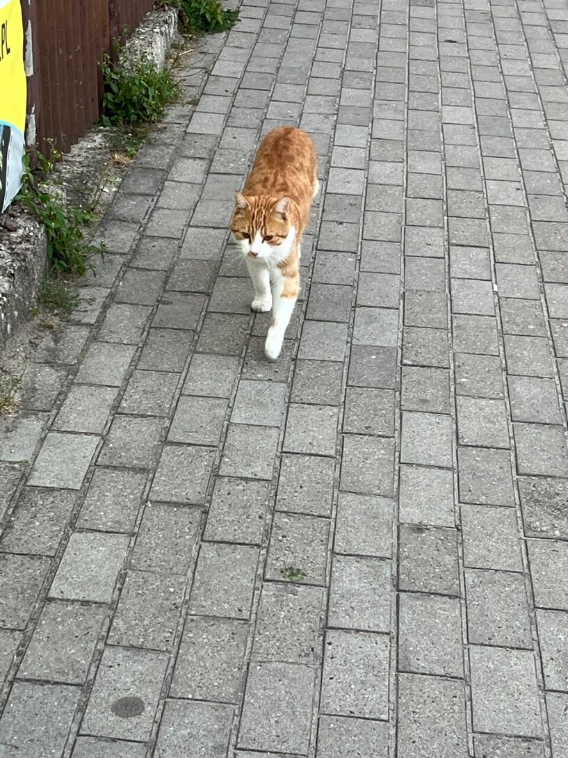 IMG_3997.jpeg
