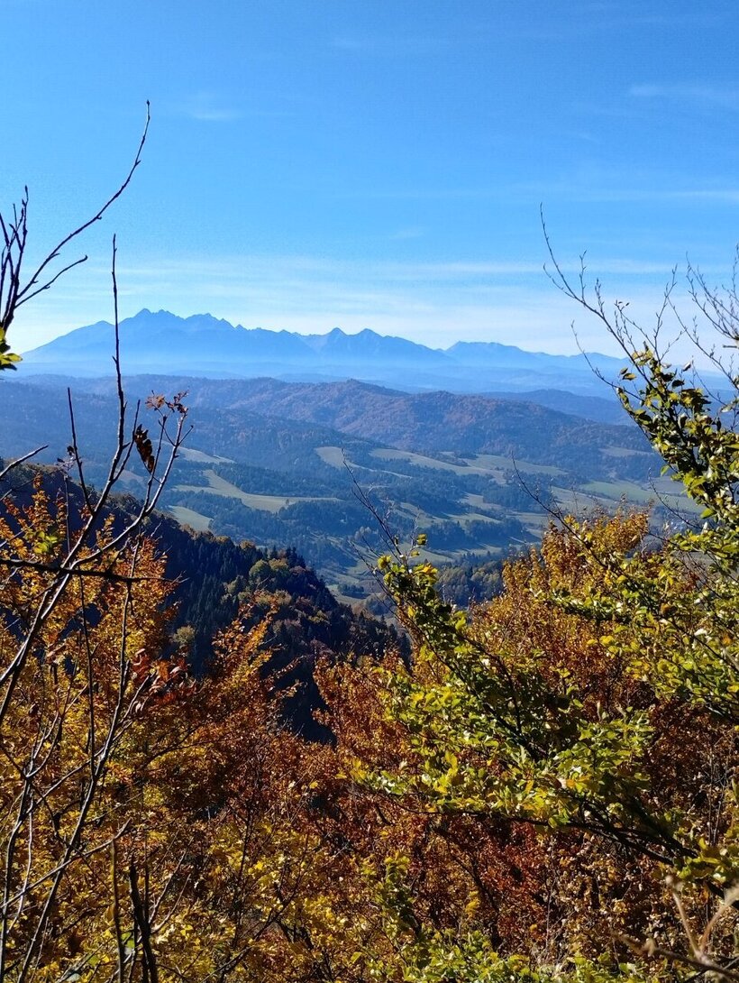 IMG_20241020_125419238_HDR.thumb.jpg.5716719338d88bf01fcdae73284a4bee.jpg