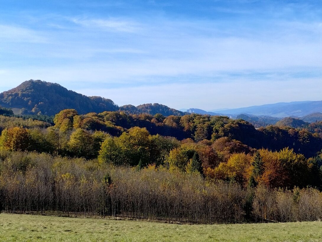 IMG_20241020_141729402_HDR.thumb.jpg.798f2229207ef4f89ace3fdc15dfc3c2.jpg