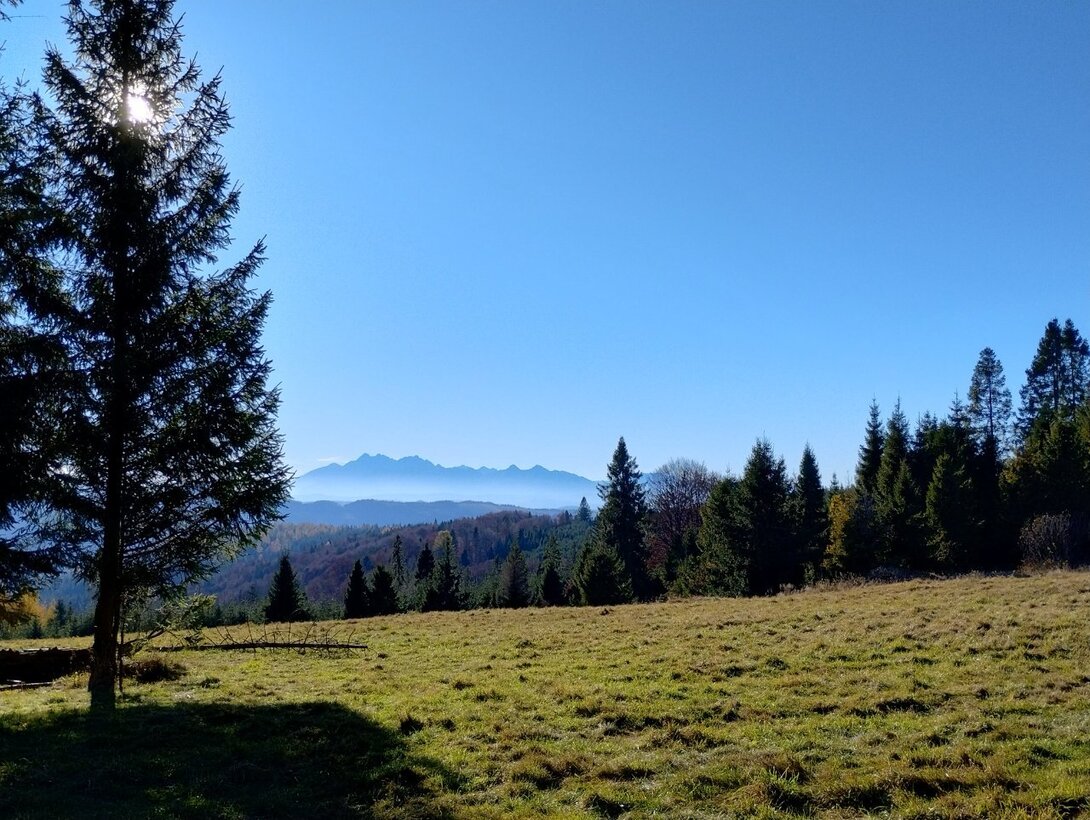 IMG_20241101_135127744_HDR.thumb.jpg.eefabf0fc0e3d707abb3b0c627e543df.jpg