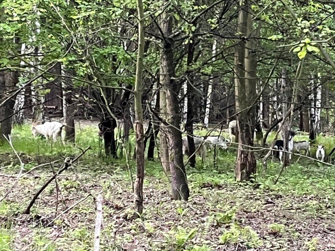 IMG_0279.jpeg
