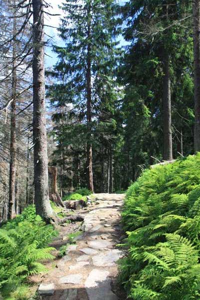 Galeria: Czerwonym na Babią Górę 1725 m n.p.m.