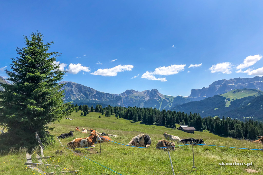 Galeria: Rowerem przez Południowy Tyrol - Seiser Alm