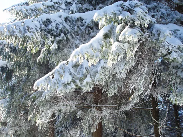 Zima w Beskidach: Szyndzielnia, zdjęcie 5