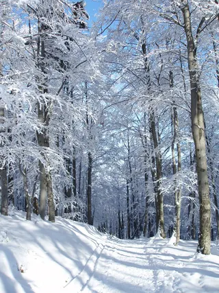 Zima w Beskidach: Szyndzielnia, zdjęcie 66
