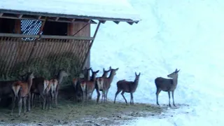 Schladming. Grudzień 2007, zdjęcie 15
