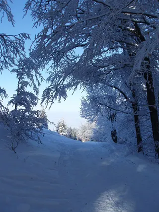 Zima w Beskidach: Szyndzielnia, zdjęcie 49
