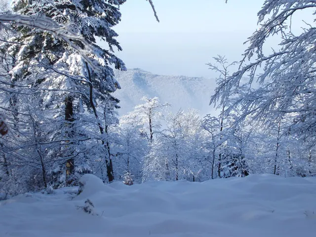 Zima w Beskidach: Szyndzielnia, zdjęcie 69
