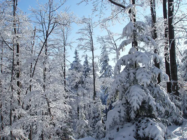 Zima w Beskidach: Szyndzielnia, zdjęcie 67