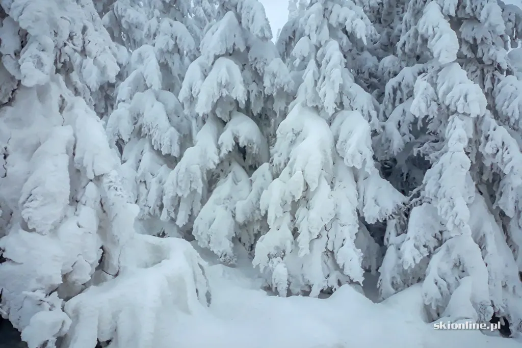 Szczyrk Mountain Resort. Sezon 18/19 otwarty, zdjęcie 13