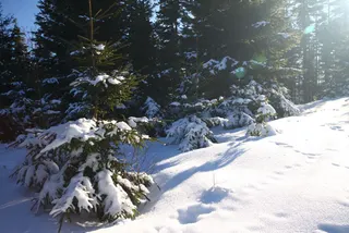 Beskidy: Szyndzielnia i Klimczok, zdjęcie 17
