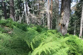 Czerwonym na Babią Górę 1725 m, zdjęcie 69