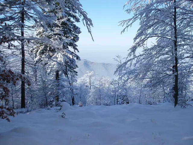 Zima w Beskidach: Szyndzielnia, zdjęcie 70