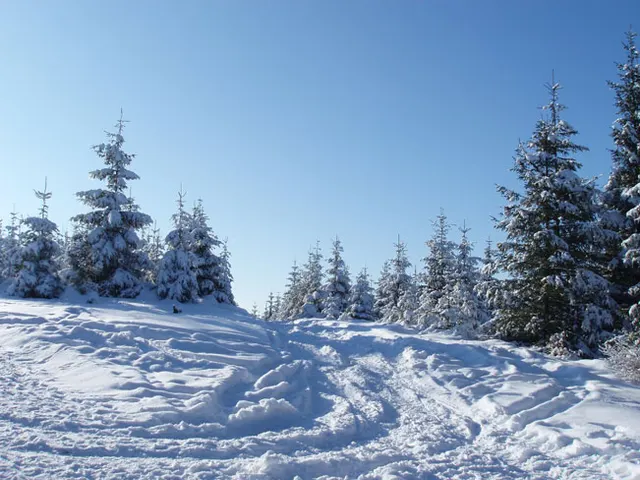 Zima w Beskidach: Szyndzielnia, zdjęcie 73