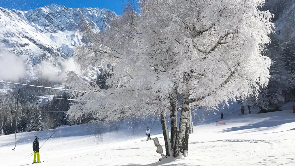 Oszronione drzewo przy stoku z orczykiem w Les Chosalets, w tle ośnieżone zbocza masywu Mont Blanc