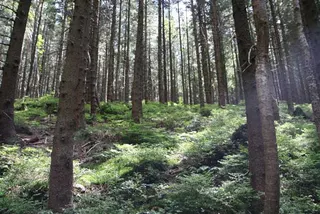Czerwonym na Babią Górę 1725 m, zdjęcie 76