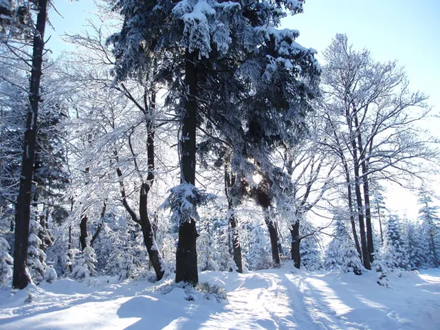 Zima w Beskidach: Szyndzielnia, zdjęcie 71
