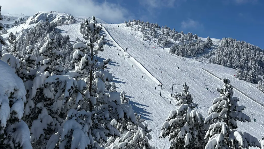 Szeroka trasa Masella z wyciągiem wśród oszronionych sosen po świeżym opadzie śniegu
