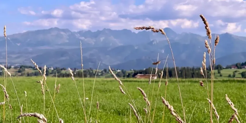 Zapotoczny Residence, Ząb
