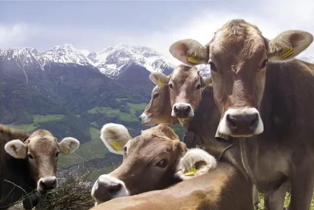Fot. IDM Südtirol, Ralf Kreuels, (Dolina Vinschgau / Val Venosta)