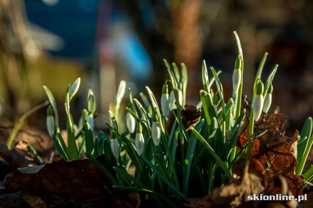 fot. Jacek Ciszak / skionline.pl