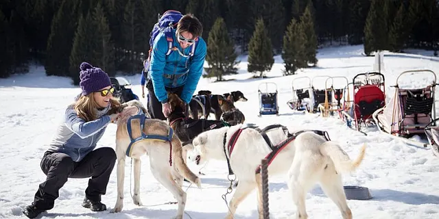 Psie zaprzęgi - Malga Millegrobbe, Trentino