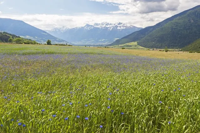Fot IDM Südtirol, Frieder Blickle, Mals / Malles (Dolina Vinschgau / Val Venosta)