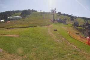 Zieleniec