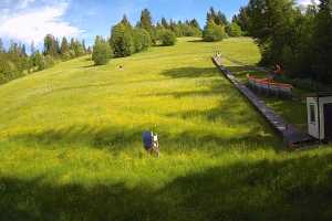 Kamera Poronin Suche-Ski u Jędrola U Jędrola Dyzio