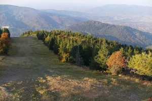 SKRZYCZNE