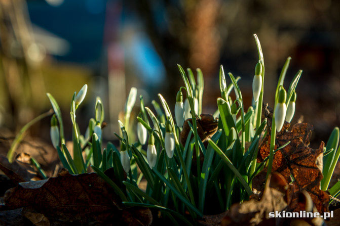 fot. Jacek Ciszak / skionline.pl