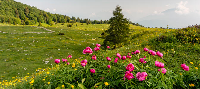 Trentino - podróż do kwitnących widowiskowo Alp