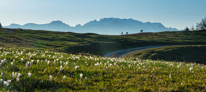 Trentino - podróż do kwitnących widowiskowo Alp