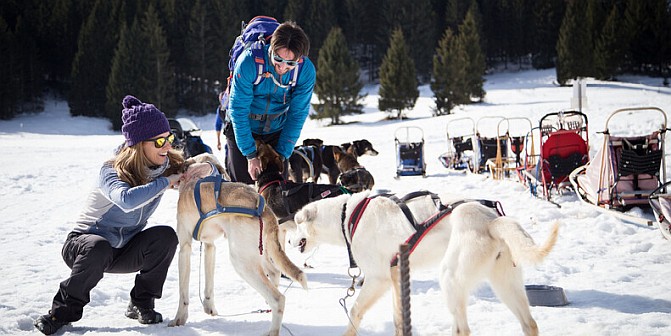 Psie zaprzęgi - Malga Millegrobbe, Trentino Psie zaprzęgi - Malga Millegrobbe, Trentino